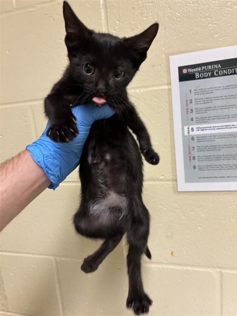Shelter Stray Female Cat last seen FREMONT WAY & MUIR WAY, 2127 Front St, Sacramento, CA 95818, USA