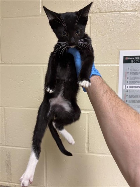 Shelter Stray Male Cat last seen FREMONT WAY & MUIR WAY, 2127 Front St, Sacramento, CA 95818, USA