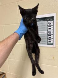 Shelter Stray Male Cat last seen FREMONT WAY & MUIR WAY, 2127 Front St, Sacramento, CA 95818, USA