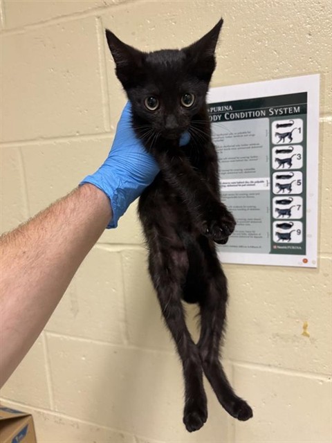 Shelter Stray Male Cat last seen FREMONT WAY & MUIR WAY, 2127 Front St, Sacramento, CA 95818, USA