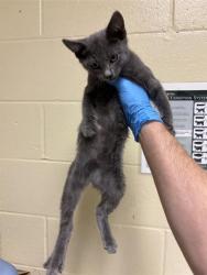 Shelter Stray Male Cat last seen FREMONT WAY & MUIR WAY, 2127 Front St, Sacramento, CA 95818, USA
