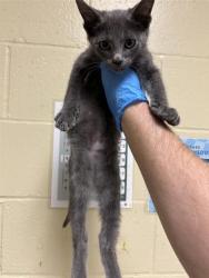 Shelter Stray Male Cat last seen FREMONT WAY & MUIR WAY, 2127 Front St, Sacramento, CA 95818, USA
