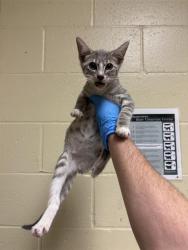 Shelter Stray Female Cat last seen FREMONT WAY & MUIR WAY, 2127 Front St, Sacramento, CA 95818, USA