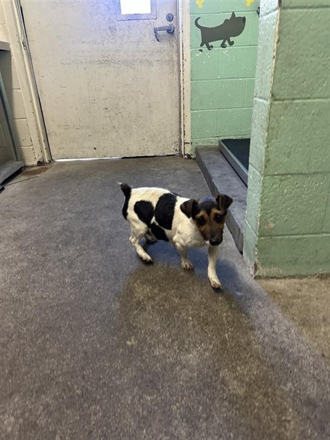 Shelter Stray Female Dog last seen GRAND AVE & RIO LINDA BLVD, 2127 Front St, Sacramento, CA 95818, USA