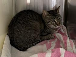 Shelter Stray Unknown Cat last seen Near BLOCK BARN OWL DR, FOUNTAIN CO 80817, 610 Abbot Ln, Colorado Springs, CO 80905, USA