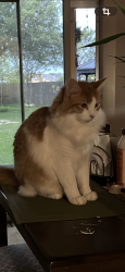 Lost Male Cat last seen 132Cirrus Cove Cibolo Texas , Cibolo, TX 78108