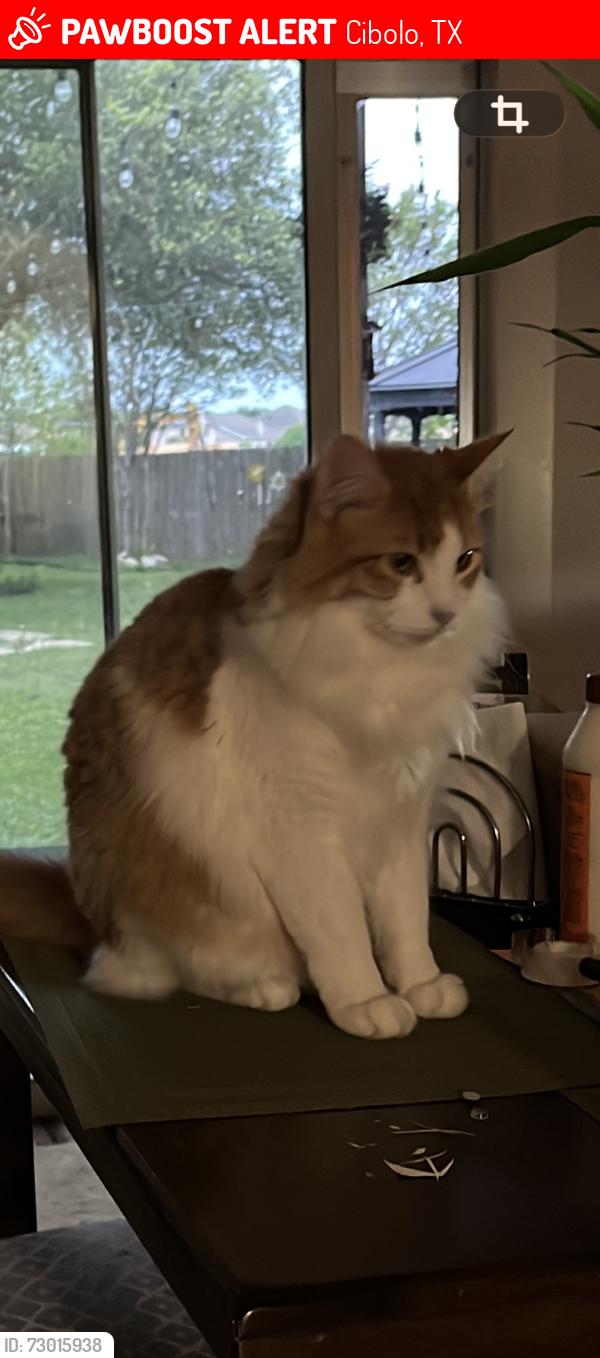 Lost Male Cat last seen 132Cirrus Cove Cibolo Texas , Cibolo, TX 78108