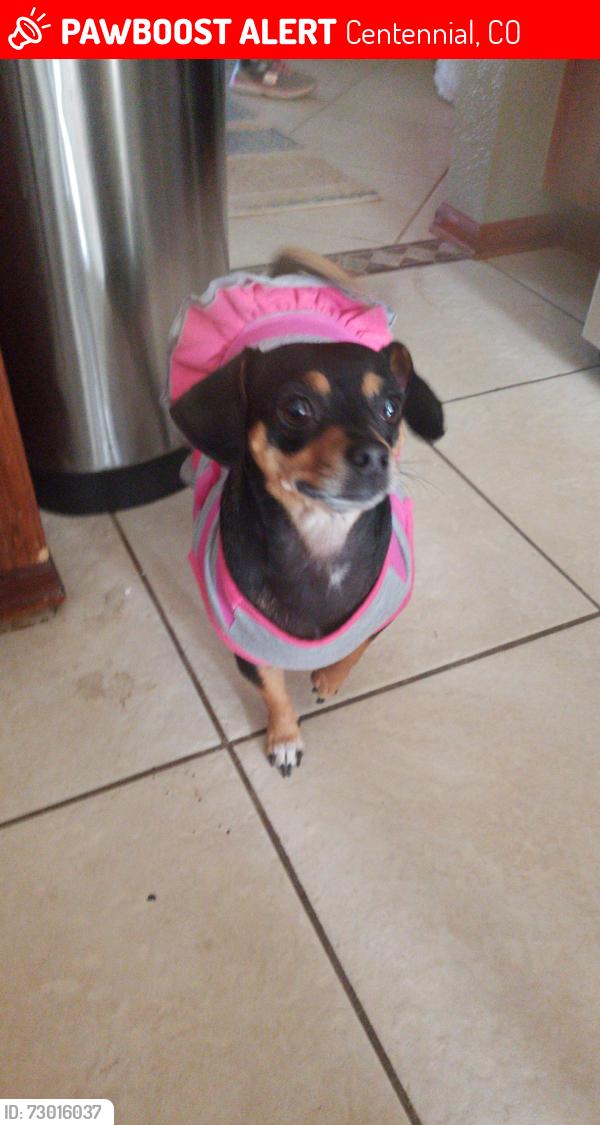 Lost Female Dog last seen Flanders, Centennial, CO 80015