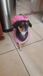 Lost Female Dog last seen Flanders, Centennial, CO 80015