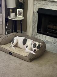 Reunited Female Dog last seen highway 120, Newton County, GA 30016