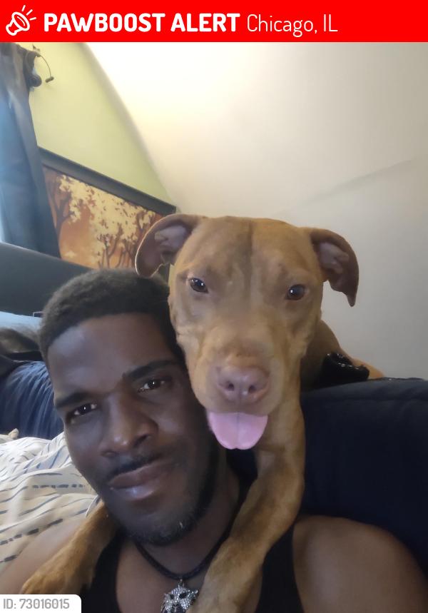 Lost Female Dog last seen 79th Woodlawn, Chicago, IL 60619