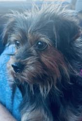 Lost Female Dog last seen Britton and arnold, Mather, CA 95655