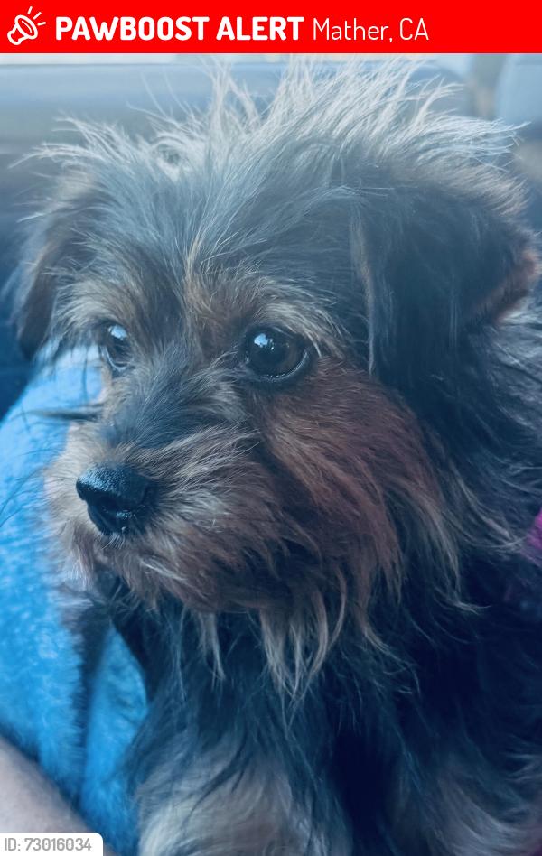 Lost Female Dog last seen Britton and arnold, Mather, CA 95655