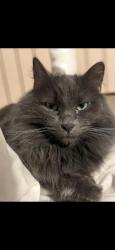 Lost Male Cat last seen Hwy. 66 Sulphur Indiana, Sulphur, IN 47174