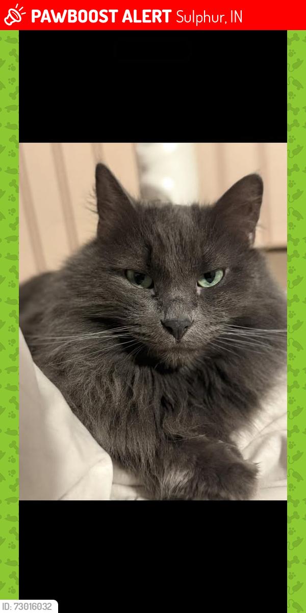 Lost Male Cat last seen Hwy. 66 Sulphur Indiana, Sulphur, IN 47174