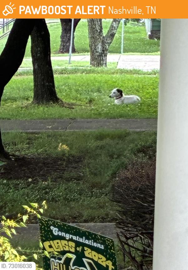 Found/Stray Unknown Dog last seen Alameda, Nashville, TN 37209