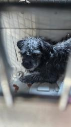 Found/Stray Female Dog last seen Cheyenne and Walnut, Sunrise Manor, NV 89115