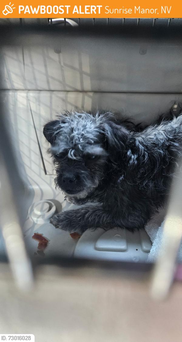 Found/Stray Female Dog last seen Cheyenne and Walnut, Sunrise Manor, NV 89115
