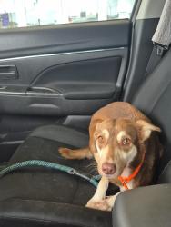 Lost Female Dog last seen Fairmont pkwy., Genoa Rd Bluff Rd. and Crenshaw, Pasadena, TX 77504