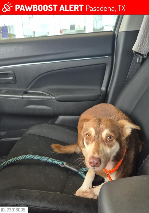 Lost Female Dog last seen Fairmont pkwy., Genoa Rd Bluff Rd. and Crenshaw, Pasadena, TX 77504