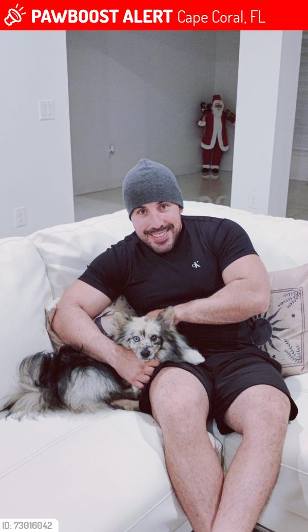 Lost Male Dog last seen , Cape Coral, FL 33909