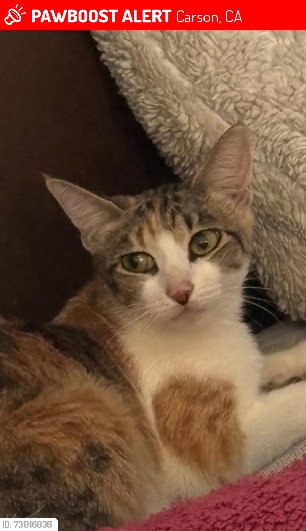 Lost Female Cat last seen Neighborhood by East Lincoln street in Carson ca , Carson, CA 90745