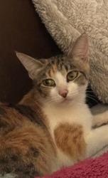 Lost Female Cat last seen Neighborhood by East Lincoln street in Carson ca , Carson, CA 90745