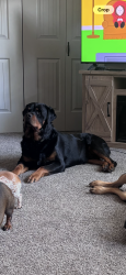 Lost Male Dog last seen Arrowhead ests, Edwards, MO 65326