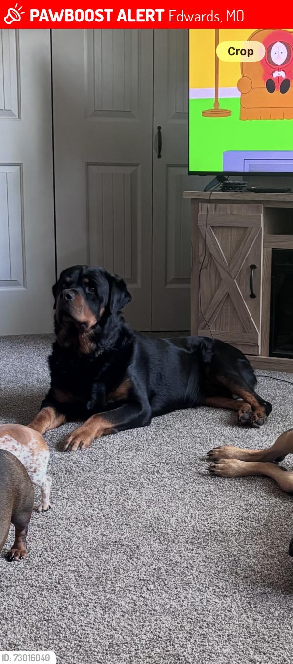 Lost Male Dog last seen Arrowhead ests, Edwards, MO 65326