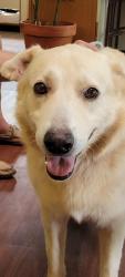 Found/Stray Male Dog last seen Lake Ave/Tropic Hill, Altamonte Springs, FL 32701