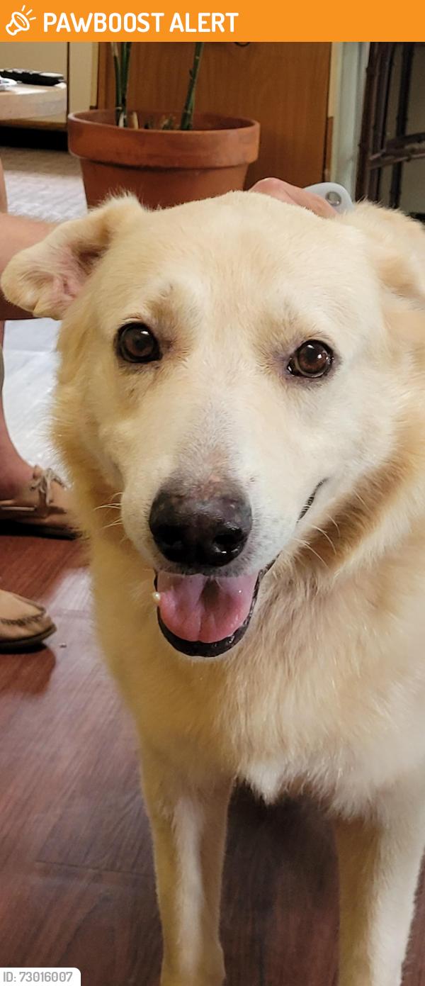 Found/Stray Male Dog last seen Lake Ave/Tropic Hill, Altamonte Springs, FL 32701