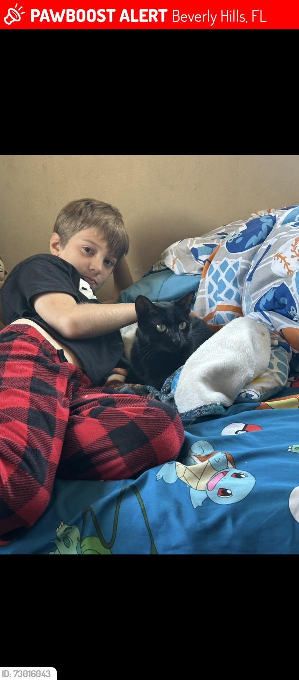 Lost Female Cat last seen Kansas and Washington, Beverly Hills, FL 34465