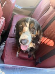 Found/Stray Unknown Dog last seen Meriposa Park, Boise, ID 83704