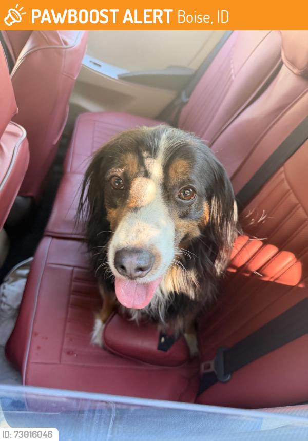 Found/Stray Unknown Dog last seen Meriposa Park, Boise, ID 83704
