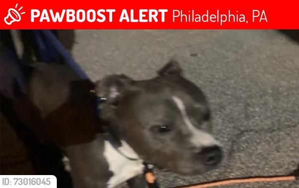 Lost Male Dog last seen Around 60th St and Webster St area, Philadelphia, PA 19143
