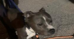 Lost Male Dog last seen Around 60th St and Webster St area, Philadelphia, PA 19143