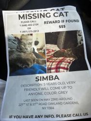 Lost Male Cat last seen Clover Dale Blvd , Queens, NY 11364