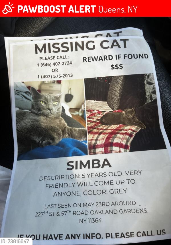 Lost Male Cat last seen Clover Dale Blvd , Queens, NY 11364