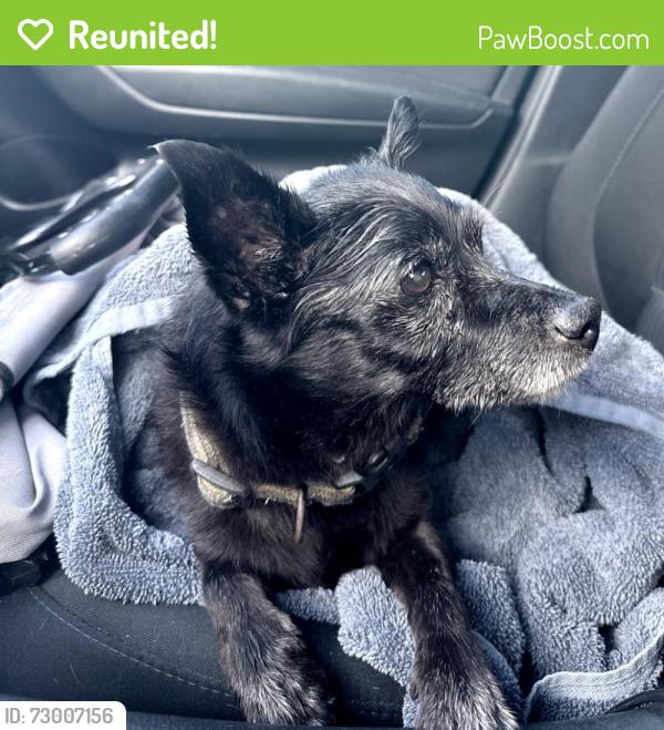 Reunited Male Dog last seen between nw 203rd st and nw 207th st, Carol City, FL 33056