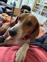 Reunited Male Dog last seen Pine Tree Road and Frazier Lane, McLean, VA 22101