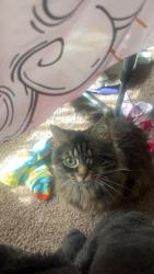 Lost Female Cat last seen W State St, Boise, ID 83714
