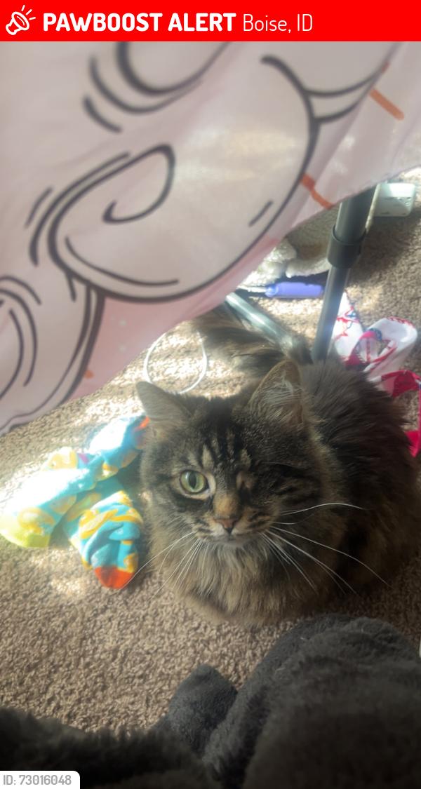 Lost Female Cat last seen W State St, Boise, ID 83714