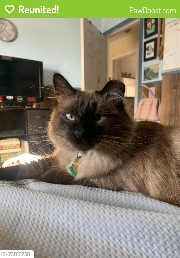 Reunited Male Cat last seen Near s or 4800 s across the  winegars, Roy, UT 84067