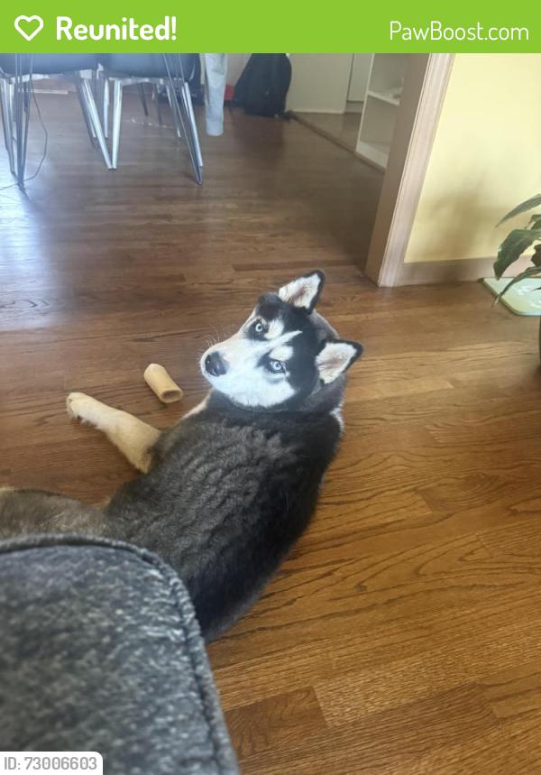 Reunited Female Dog last seen 30th and parallel Ave in Kansas City ks, Kansas City, KS 66104
