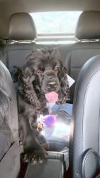 Found/Stray Male Dog last seen Near Alabama St El Paso, TX 79930, El Paso, TX 79930