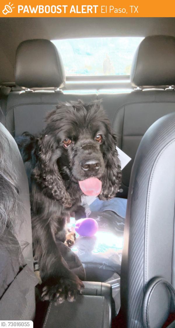 Found/Stray Male Dog last seen Near Alabama St El Paso, TX 79930, El Paso, TX 79930