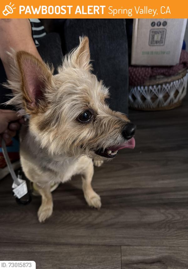 Found/Stray Female Dog last seen Spring valley park in front of Albertsons and Mac Donald’s , Spring Valley, CA 91941