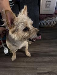 Found/Stray Female Dog last seen Spring valley park in front of Albertsons and Mac Donald’s , Spring Valley, CA 91941