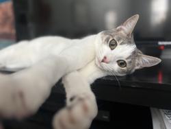 Lost Female Cat last seen Windship way, Stoughton, MA 02072