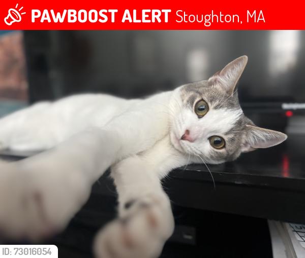 Lost Female Cat last seen Windship way, Stoughton, MA 02072